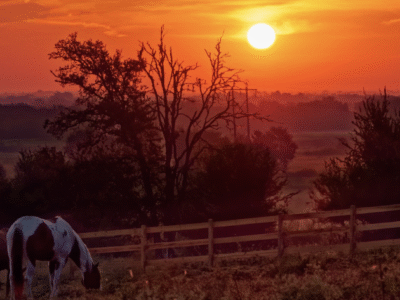 Austin: Maverick Horsemanship Trail Ride